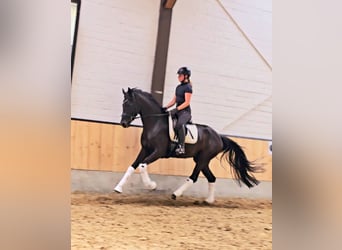 Koń hanowerski Mix, Klacz, 4 lat, 169 cm, Kara