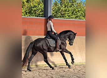 Koń hanowerski, Klacz, 4 lat, 169 cm, Kara