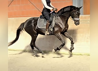 Koń hanowerski, Klacz, 4 lat, 169 cm, Kara