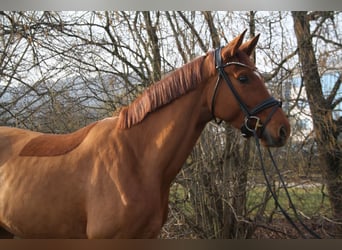 Koń hanowerski, Klacz, 4 lat, 169 cm, Kasztanowata