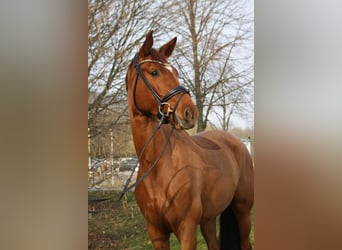 Koń hanowerski, Klacz, 4 lat, 169 cm, Kasztanowata
