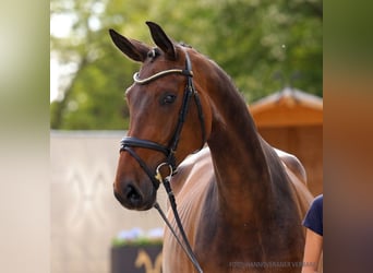 Koń hanowerski, Klacz, 4 lat, 169 cm, Siwa