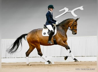 Koń hanowerski, Klacz, 4 lat, 169 cm, Siwa