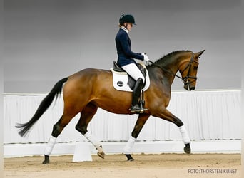 Koń hanowerski, Klacz, 4 lat, 169 cm, Siwa