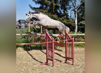Koń hanowerski, Klacz, 4 lat, 169 cm, Siwa