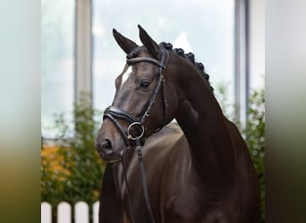 Koń hanowerski, Klacz, 4 lat, 169 cm, Skarogniada