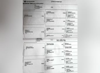 Koń hanowerski, Klacz, 4 lat, 170 cm, Ciemnogniada
