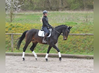 Koń hanowerski, Klacz, 4 lat, 170 cm, Ciemnogniada