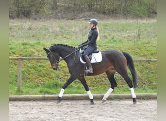 Koń hanowerski, Klacz, 4 lat, 170 cm, Ciemnogniada