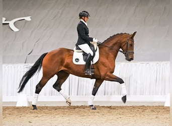 Koń hanowerski, Klacz, 4 lat, 170 cm, Ciemnogniada