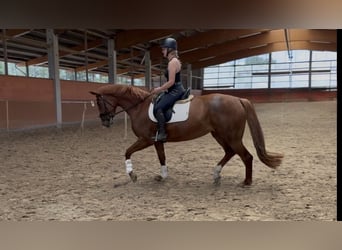 Koń hanowerski, Klacz, 4 lat, 170 cm, Ciemnokasztanowata