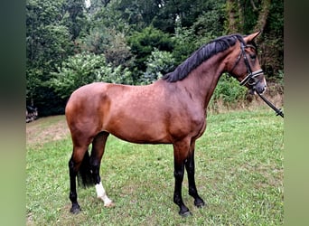 Koń hanowerski, Klacz, 4 lat, 170 cm, Gniada