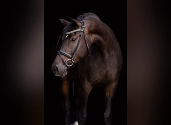 Koń hanowerski, Klacz, 4 lat, 170 cm, Gniada