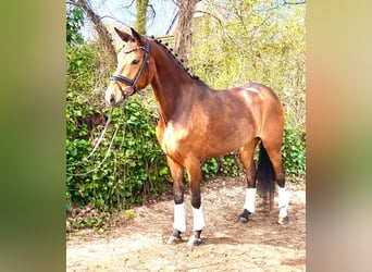 Koń hanowerski, Klacz, 4 lat, 170 cm, Gniada