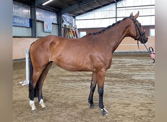 Koń hanowerski, Klacz, 4 lat, 170 cm, Jasnogniada
