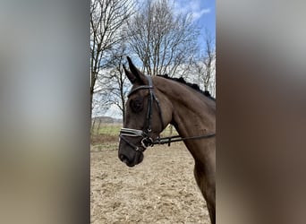 Koń hanowerski, Klacz, 4 lat, 170 cm, Kara