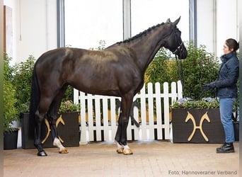 Koń hanowerski, Klacz, 4 lat, 170 cm, Kara