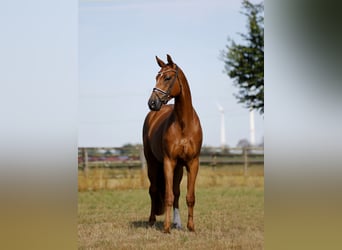 Koń hanowerski, Klacz, 4 lat, 170 cm, Kasztanowata