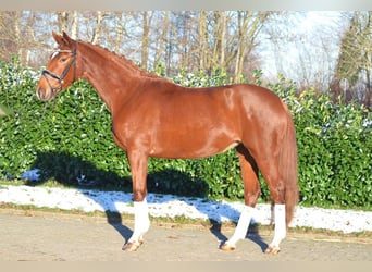 Koń hanowerski, Klacz, 4 lat, 170 cm, Kasztanowata