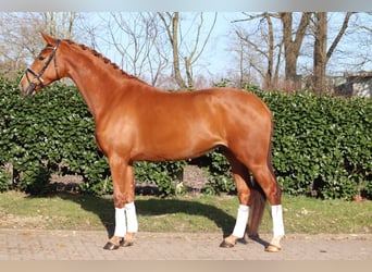 Koń hanowerski, Klacz, 4 lat, 170 cm, Kasztanowata