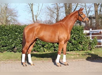 Koń hanowerski, Klacz, 4 lat, 170 cm, Kasztanowata