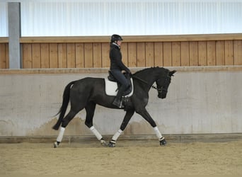 Koń hanowerski, Klacz, 4 lat, 170 cm, Skarogniada