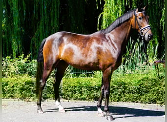 Koń hanowerski, Klacz, 4 lat, 171 cm, Gniada