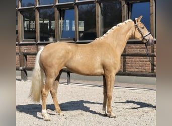 Koń hanowerski, Klacz, 4 lat, 171 cm, Izabelowata