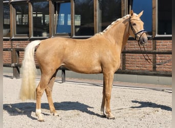 Koń hanowerski, Klacz, 4 lat, 171 cm, Izabelowata
