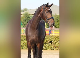Koń hanowerski, Klacz, 4 lat, 171 cm, Skarogniada