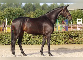 Koń hanowerski, Klacz, 4 lat, 171 cm, Skarogniada