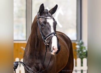 Koń hanowerski, Klacz, 4 lat, 171 cm, Skarogniada