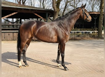 Koń hanowerski, Klacz, 4 lat, 172 cm, Ciemnogniada