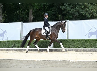 Koń hanowerski, Klacz, 4 lat, 172 cm, Ciemnogniada