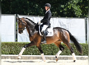 Koń hanowerski, Klacz, 4 lat, 172 cm, Ciemnogniada