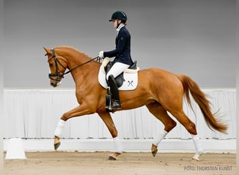 Koń hanowerski, Klacz, 4 lat, 172 cm, Ciemnogniada