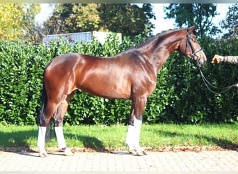 Koń hanowerski, Klacz, 4 lat, 172 cm, Gniada