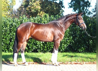 Koń hanowerski, Klacz, 4 lat, 172 cm, Gniada