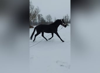 Koń hanowerski, Klacz, 4 lat, 172 cm, Kara