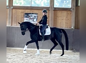 Koń hanowerski, Klacz, 4 lat, 172 cm, Kara