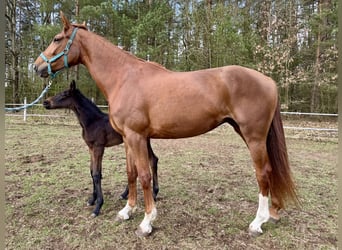 Koń hanowerski, Klacz, 4 lat, 172 cm, Kasztanowata