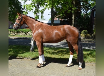 Koń hanowerski, Klacz, 4 lat, 172 cm, Kasztanowata