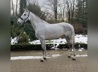 Koń hanowerski, Klacz, 4 lat, 172 cm, Siwa jabłkowita