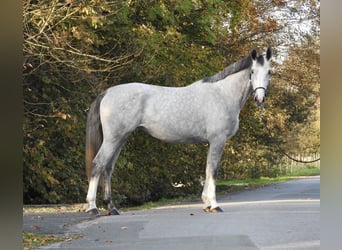 Koń hanowerski, Klacz, 4 lat, 172 cm, Siwa