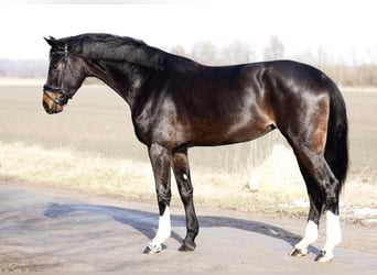 Koń hanowerski, Klacz, 4 lat, 172 cm, Skarogniada