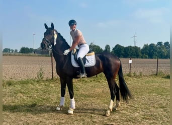 Koń hanowerski, Klacz, 4 lat, 172 cm, Skarogniada