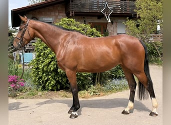 Koń hanowerski, Klacz, 4 lat, 173 cm, Gniada