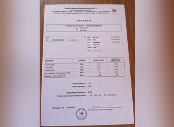 Koń hanowerski, Klacz, 4 lat, 173 cm, Kara
