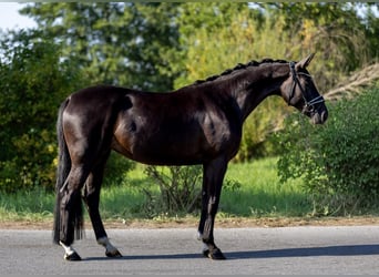 Koń hanowerski, Klacz, 4 lat, 173 cm, Kara