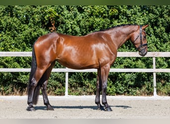 Koń hanowerski, Klacz, 4 lat, 174 cm, Gniada